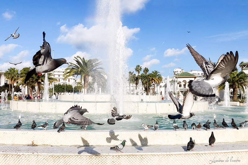 wb_Fontaine aux pigeons_Casablanca_IMG_9332