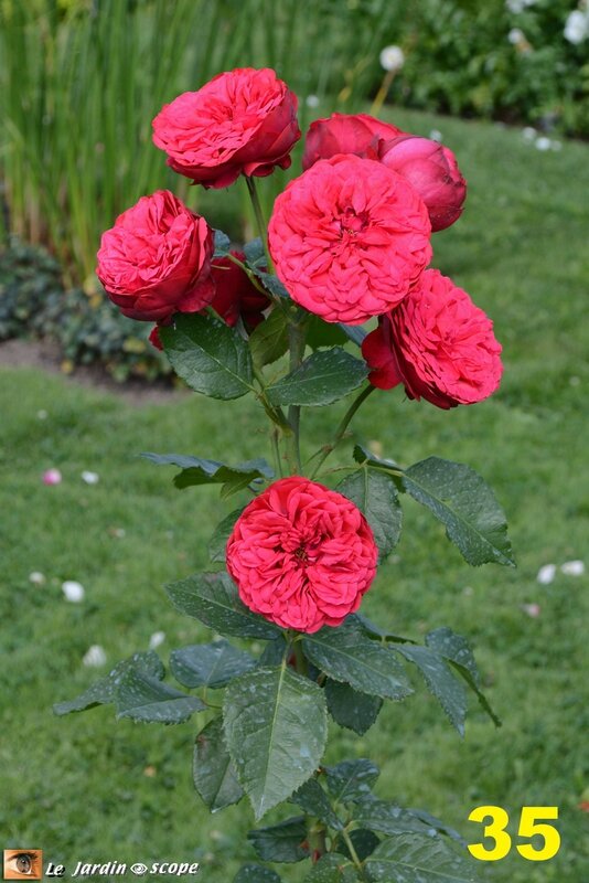 35-Concours international de roses d'Orléans 2016