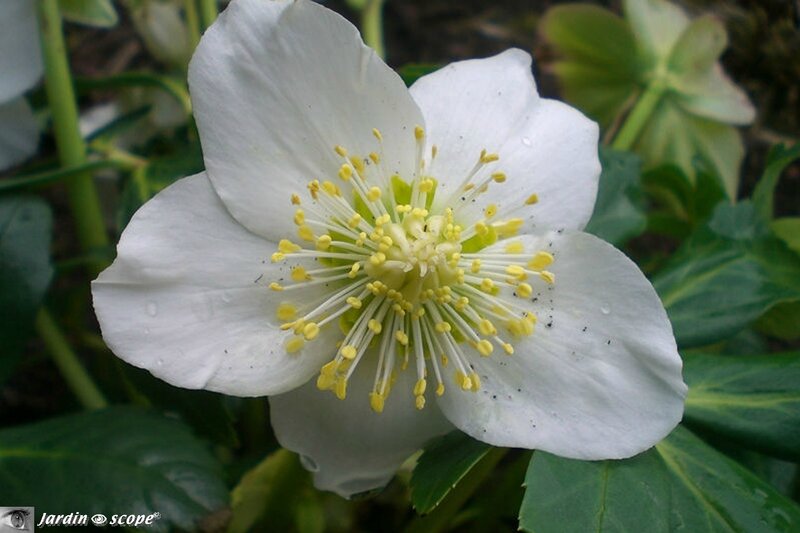 Rose de Noël • Helleborus Niger