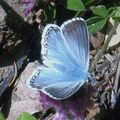 Papillons de l'été: argus bleu nacré