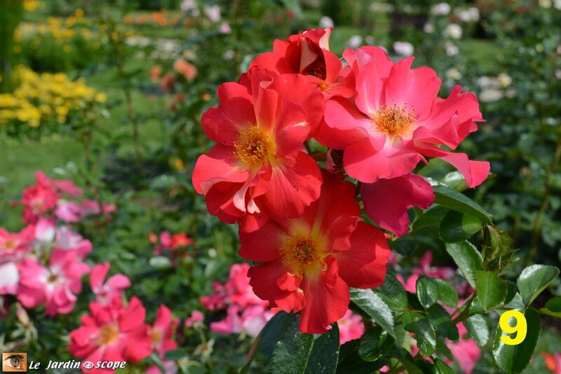 09-Concours international de roses d'Orléans 2016