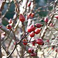 P1090363 - Copie
