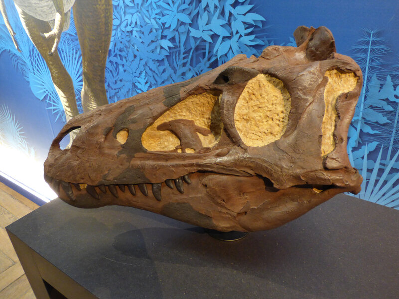 07 Muséum Un t-rex à Paris (6)