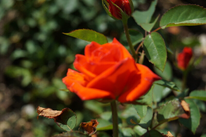 DSC09806