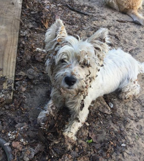 westie4
