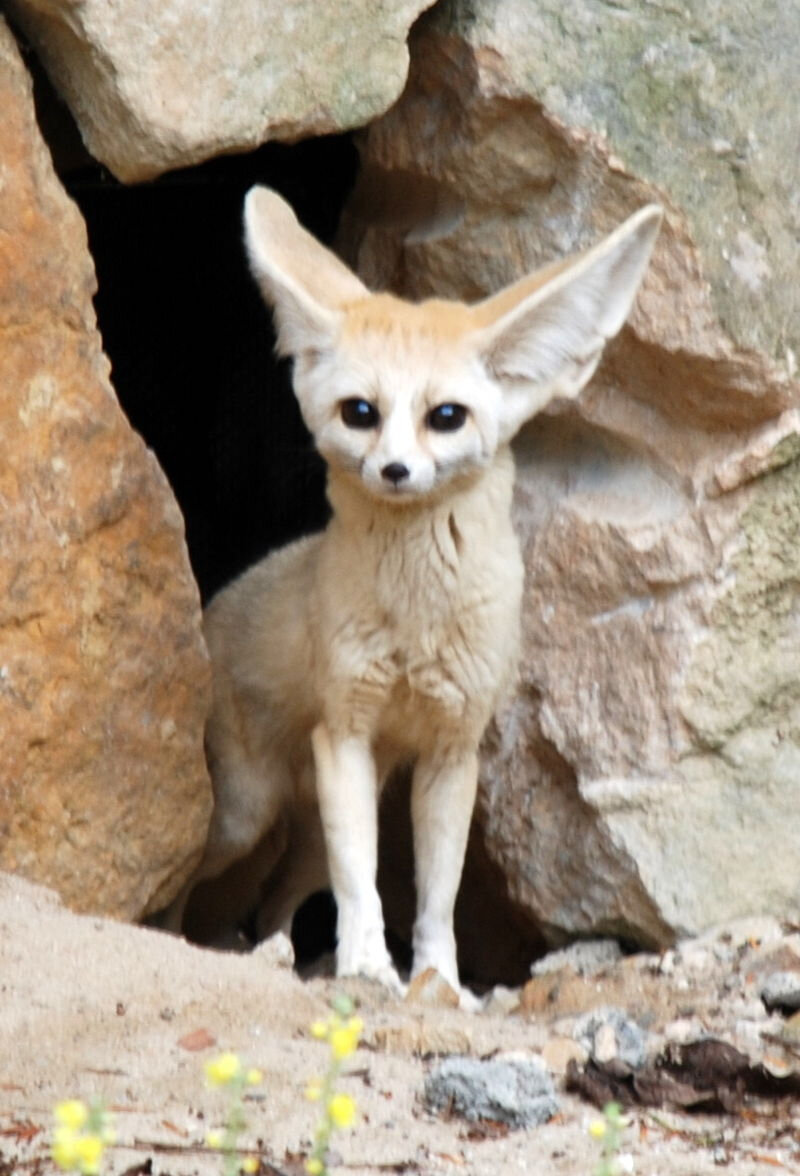 Le Fennec Est Il Un Chasseur Solitaire La Nature Sous Toutes Ses Formes Nature In All Its Forms