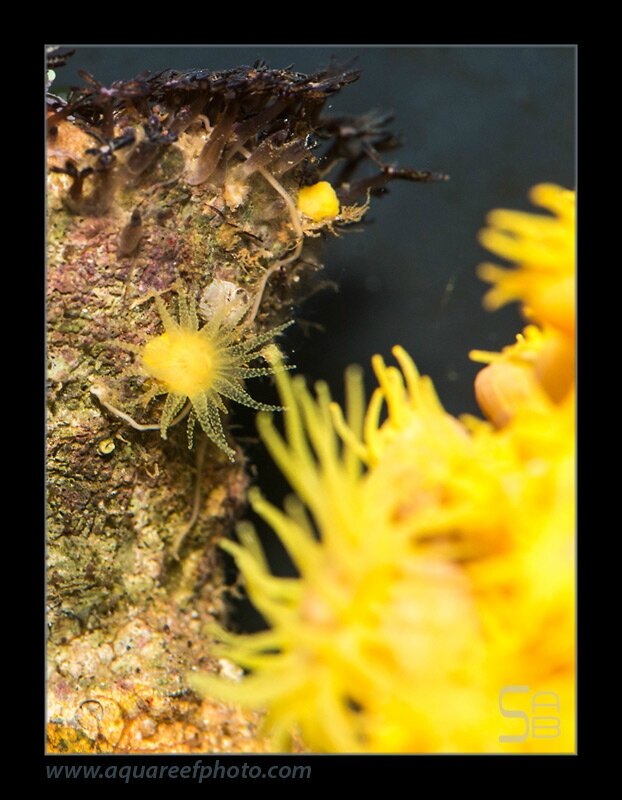 polypes-tubastrea4432_230314