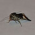 Tyta luctuosa ( Noctuelle en deuil, Funèbre)