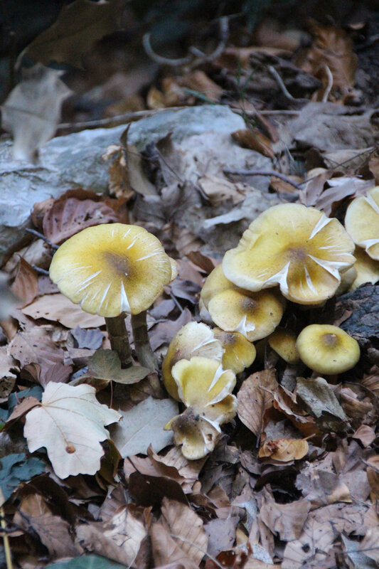 champignons_jaunes