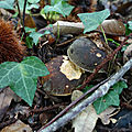 baer-15-10-20-07