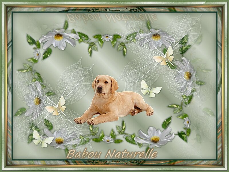 Chien couché