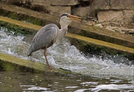 ville lulu heron avale 9 080412