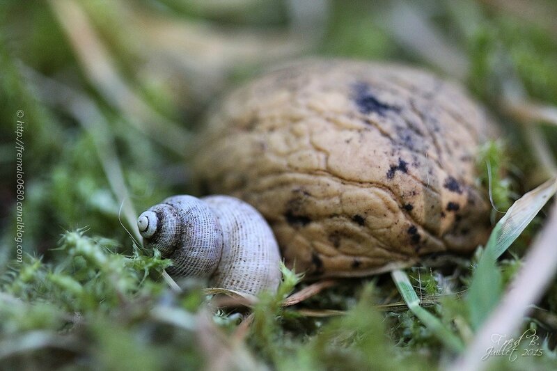 Pomatias elegans