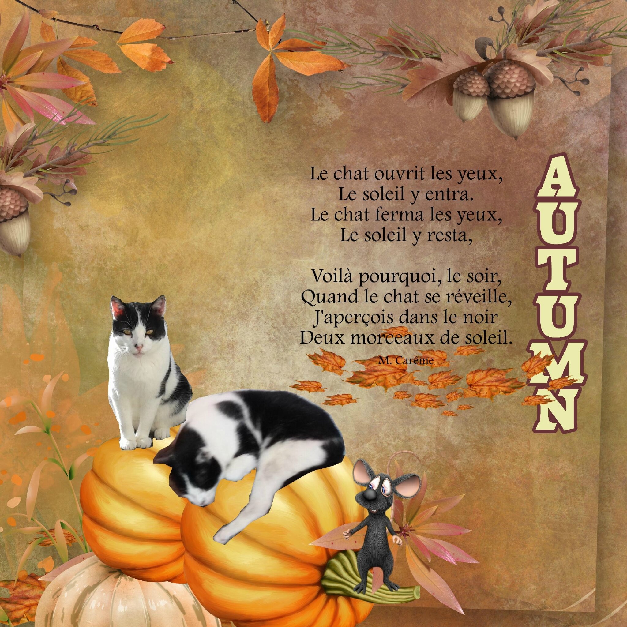 Mon Chat En Automne Blog De Yolande