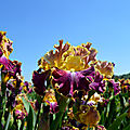 [drôme] iris et pivoines... promenades dans des champs de fleurs