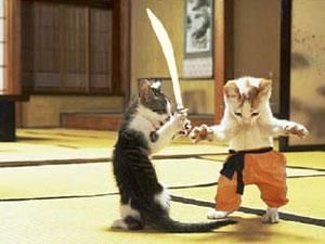 Chat Du Kung Fu Land Et Son Mono