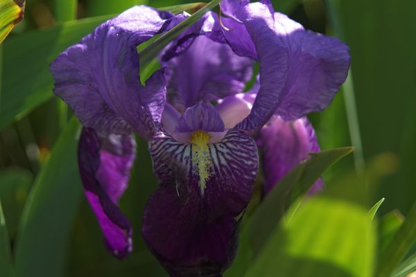 IMG_2013_05_05_2785_DxO_DxO