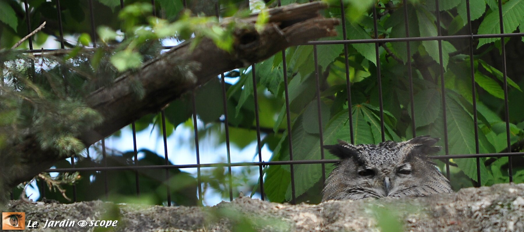 Le hibou grand-duc fait son retour en Alsace - Le Parisien