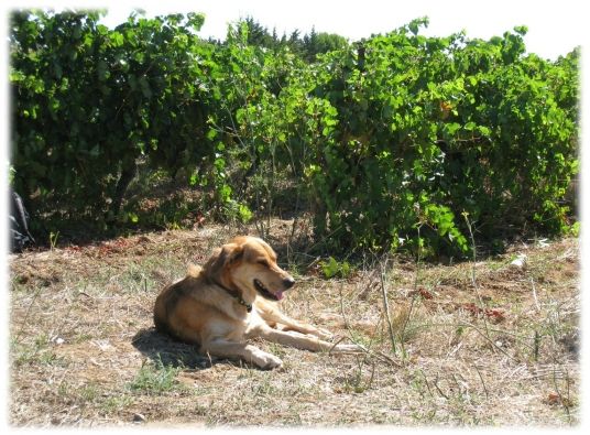 raisin (5)