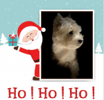 westie noel