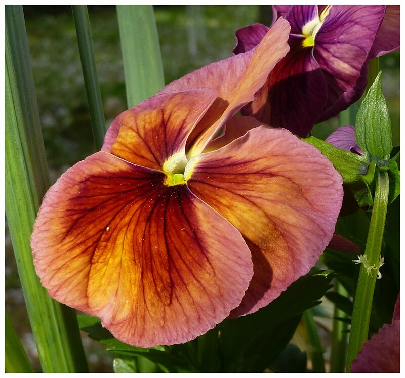 P1040620z